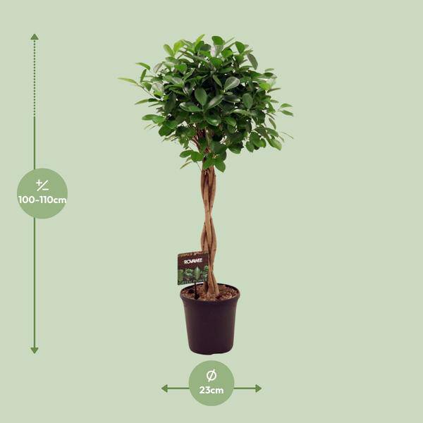Chinesische Feige – Ficus Microcarpa Moclame – Ø23cm – ↕110cm – Elegante Zimmerpflanze mit dichtem, grünem Laub – Pflegeleichter Ficus für Wohnzimmer, Büro & Wintergarten – Plant