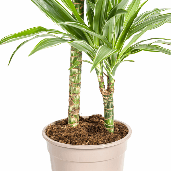 Dracaena Deremensis White Stripe – Drachenbaum – Ø19cm – ↕70-90cm – Elegante Zimmerpflanze mit weißen Blattstreifen – Pflegeleicht & luftreinigend – Plant