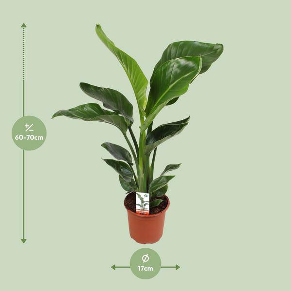 Baum – Strelitzie – Strelitzia Nicolai – Paradiesvogelblume – Ø17cm ↕70cm – tropische Zimmerpflanze mit exotischem Blattschmuck – Plant