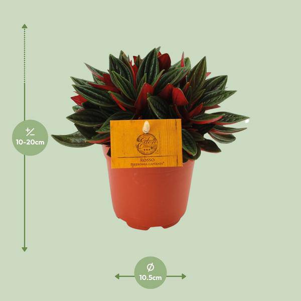 Peperomia caperata 'Rosso' Zimmerpflanze Ø11cm ↕15cm – pflegeleichte Grünpflanze für Wohnzimmer, Büro & helle Standorte kaufen – Plant