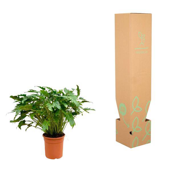 Philodendron Xanadu – Baumfreund – ca. 80cm hoch – Ø27cm – Tropische Zimmerpflanze mit dekorativen Blättern – Plant