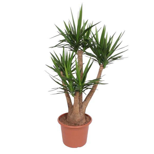 Riesen – Palmlilie – Yucca Elephantipes verzweigt – Zimmerpflanze 170cm – Ø45cm – Pflegeleichte Grünpflanze mit langen, spitzen Blättern – Plant