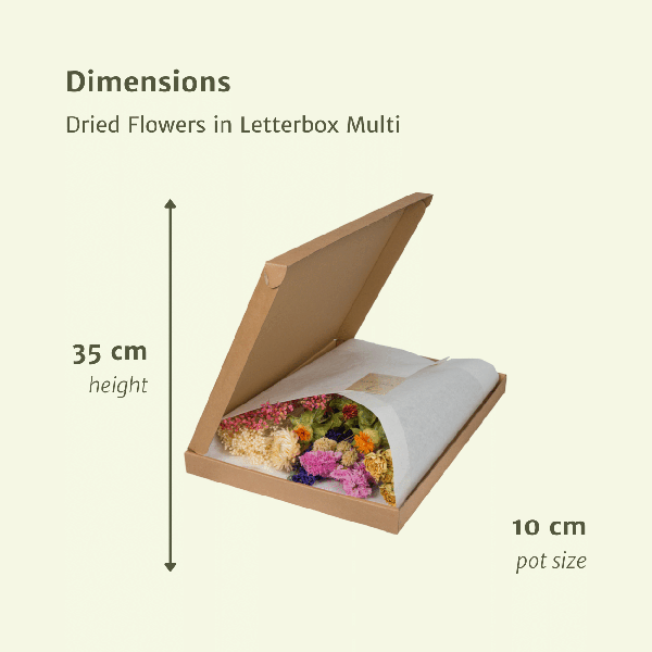 Trockenblumen im Briefkasten – Letterbox Multi – Trockenstrauß in Weiß, Beige & Hellrosa – Elegante Deko – Pflegefrei – Perfekt für Innenräume – Plant