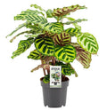 Calathea Makoyana – Pfauen – Korbmarante – Zimmerpflanze ↕45cm – Ø14cm – Tropische Pflanze mit auffälligem Blattmuster – Plant