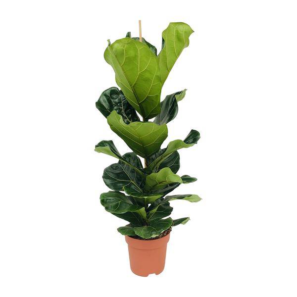 Ficus lyrata – Geigen-Feige – Ø21cm x H100cm – Großblättrige Zimmerpflanze – Luftreinigend & dekorativ – Pflegeleicht – Im Pflanztopf – Direkt aus der Gärtnerei – Plant