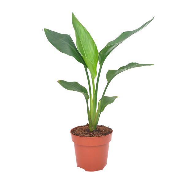 Paradiesvogelblume – Strelitzia reginae – Zimmerpflanze – Ø12cm – ↕40cm – exotische Bird of Paradise Pflanze für Wohnzimmer & Büro – Plant