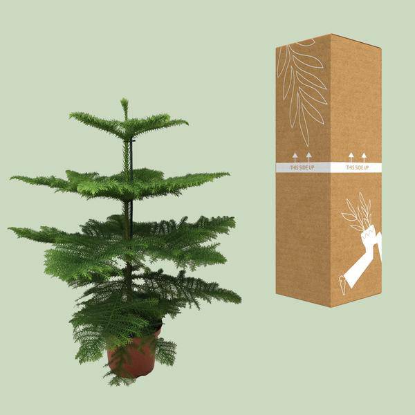 Norfolk-Araukarie (Araucaria Heterophylla) – Zimmerpflanze Ø21cm – 70cm hoch – Luftreinigend, pflegeleicht & dekorativ – Schlankes Design für kleine Räume – Plant
