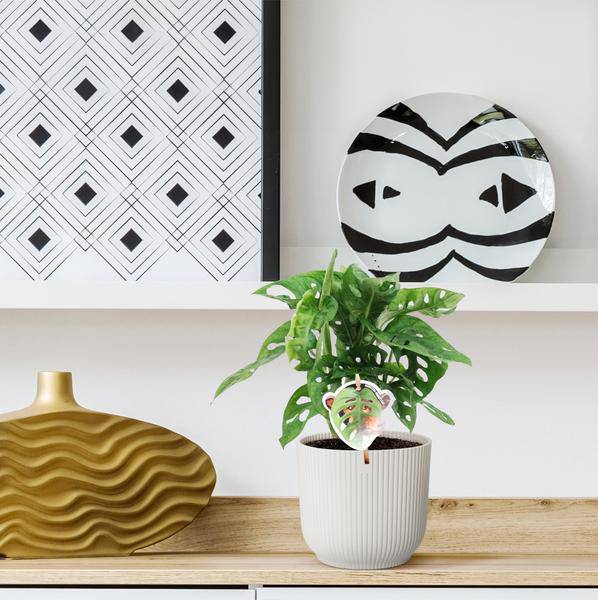 Monstera obliqua Monkey Leaf – Fensterblatt – Kletterpflanze und Zimmerpflanze mit dekorativen Blättern – Ø12cm – ↕25cm – Plant