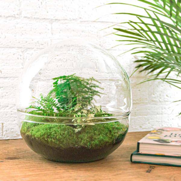 Flaschengarten DIY Bausatz Terrarium Kuppel XL Ø30cm – pflegeleichter Flaschengarten im Glas, Pflanzen Terrarium für Wohnzimmer & Büro – Plant