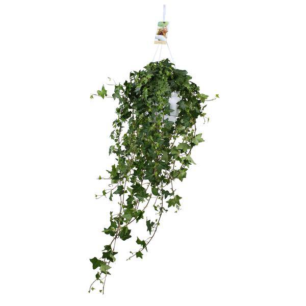 Hedera Helix Pitsburg – Efeu Hängepflanze – Zimmerpflanze – Ø17cm – ca. 45cm hoch – pflegeleichte Grünpflanze für Zuhause und Büro – Plant