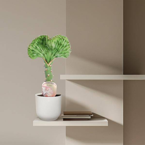 Euphorbia lactea Cristata Grün – Korallen – Wolfsmilch – Zimmerpflanze – Höhe ca. 35cm – Ø12cm – Exotische Sukkulente in Korallenform – Plant