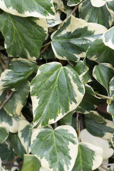 Buntlaubiger Kaukasischer Efeu Hedera colchica 'Dentata Variegata' Kletterpflanze Ø15cm ↕65cm – winterharte Pflanze für Garten, Balkon, Terrasse – Plant