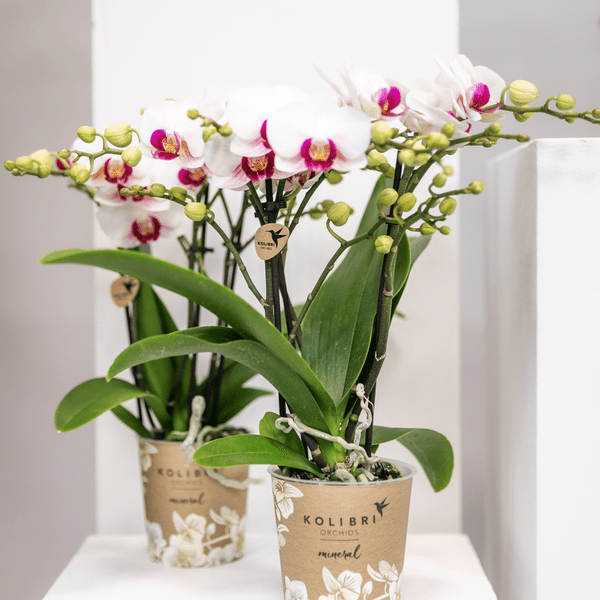 Weiße Phalaenopsis – Orchidee ‘Mineral Gibraltar’ – Blühende Zimmerpflanze – Ø9cm – Topf – Elegante & langlebige Blüten – Plant