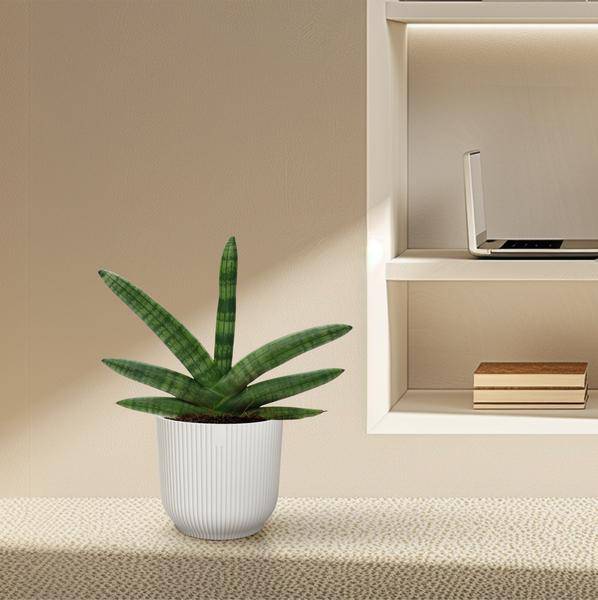 Sansevieria Skyline – Bogenhanf – Zimmerpflanze – Höhe ca. 25cm – Ø10,5cm – Pflegeleichte Grünpflanze für Innenräume – Plant