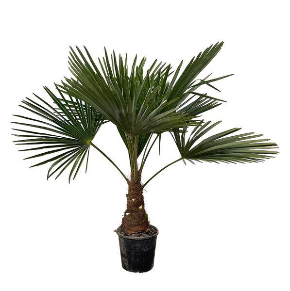 Hanfpalme – Trachycarpus 100cm – Ø21cm – Immergrüne Palme mit fächerförmigen Blättern – Pflegeleicht – Plant