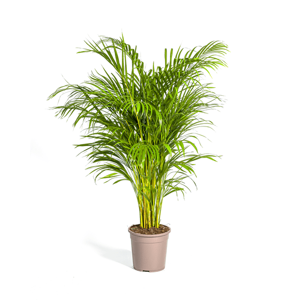 Dypsis Areca Lutescens – Goldfruchtpalme – Zimmerpflanze Ø24cm ↕120-140cm – Tropisch & dekorativ – Federartige Blätter – Pflegeleicht – Plant