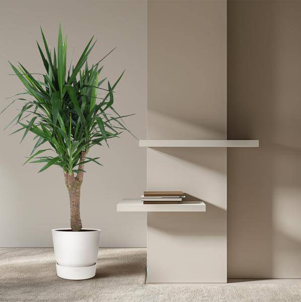 Palmlilie Yucca Elephantipes – Zimmerpflanze – Ø31cm – ↕150cm – Robuste, pflegeleichte Grünpflanze für Innen & Außen – Plant
