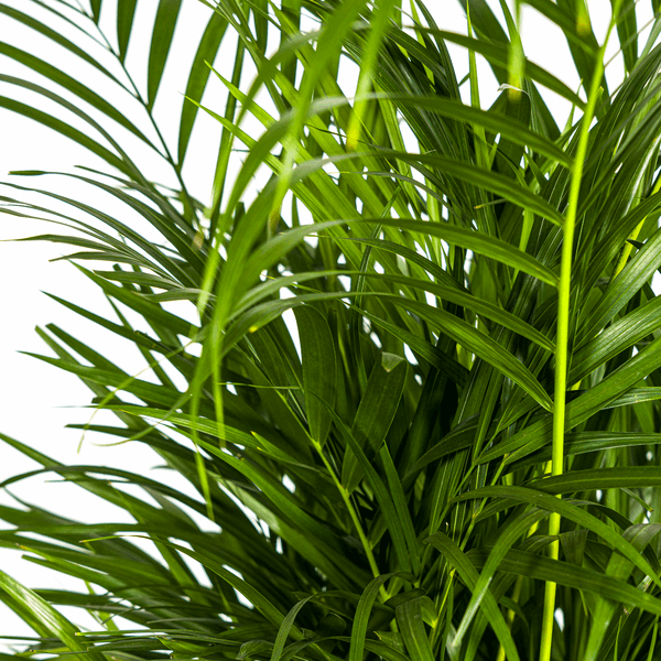 Dypsis Areca Lutescens – Goldpalme Ø21cm – Höhe 100-120cm – Luftreinigende Zimmerpflanze mit federartigen Blättern – Tropische Areca – Plant