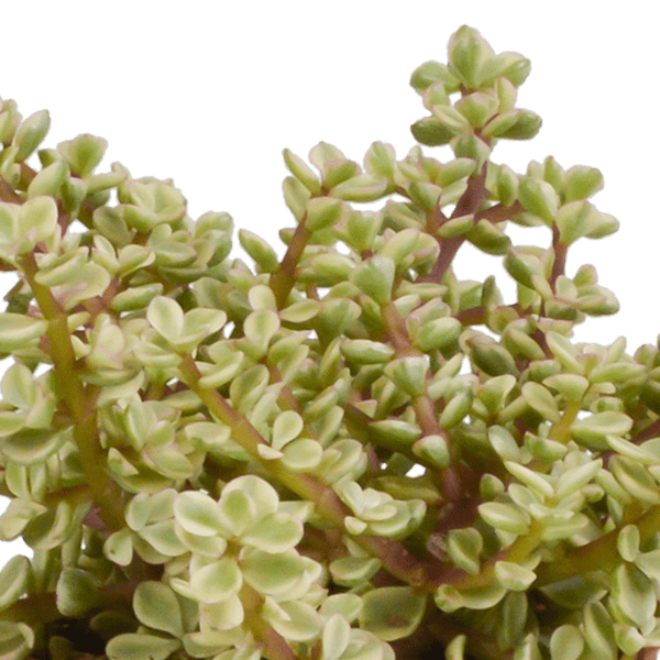 Crassula Mix – Dickblatt 3 Pflanzen – Ø10,5cm Zimmerpflanzen im Terrakotta – Topf – Verschiedene Sukkulenten im mediterranen Tontopf – Plant
