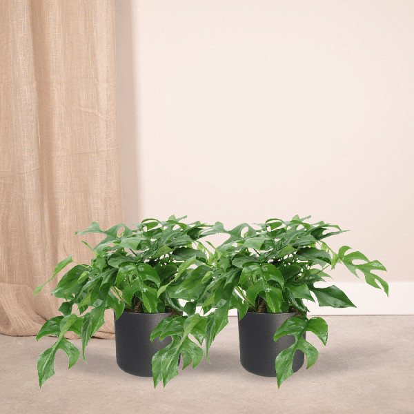 Fensterblatt – Monstera Minima – Zimmerpflanze – Ø15cm – ca. 30cm hoch – 2 Pflanzen – tropische Kletter – und Dekopflanze für Zuhause & Büro – Plant