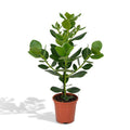 Balsamapfel Clusia Rosea Princess Zimmerpflanze Ø17cm ↕60cm – pflegeleichte Grünpflanze für Wohnzimmer, Büro & helle Standorte kaufen – Plant