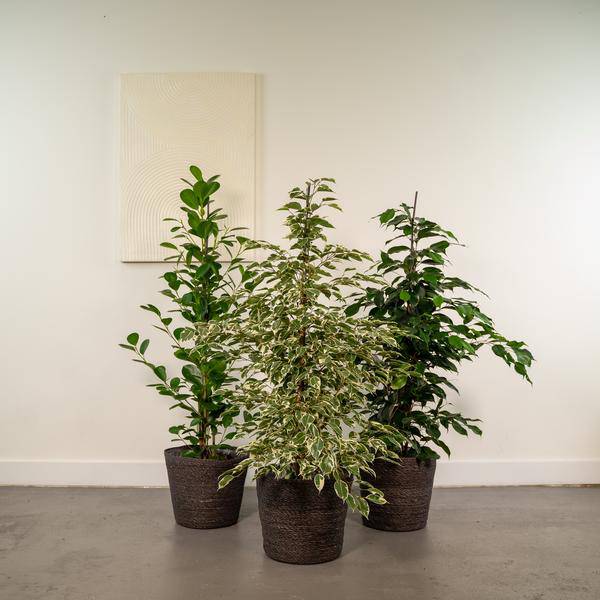 Pflanzenset Ficus Benjamina Danielle + Twilight + Microcarpa Moclame – Zimmerpflanzen – je Ø21cm – ca. 95cm Höhe – Luftreinigende grüne Schönheiten für helle Innenräume – Plant