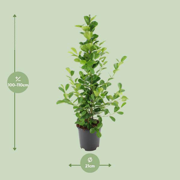 Chinesische Feige – Ficus microcarpa Moclame – ca. 95-105cm hoch – Ø21cm – Zimmerpflanze – Plant