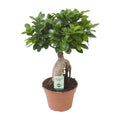 Chinesische Feige Ficus Ginseng Zimmerpflanze Ø17cm ↕40cm – pflegeleichte Grünpflanze für Wohnzimmer, Büro & helle Standorte kaufen – Plant