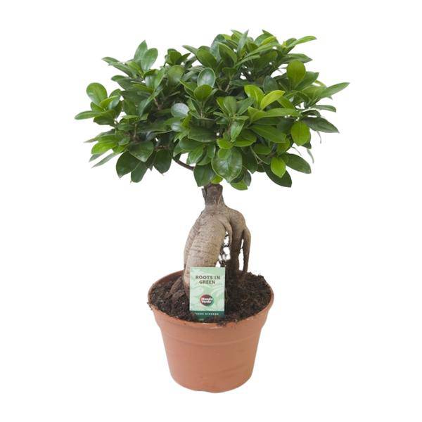 Chinesische Feige Ficus Ginseng Zimmerpflanze Ø17cm ↕40cm – pflegeleichte Grünpflanze für Wohnzimmer, Büro & helle Standorte kaufen – Plant