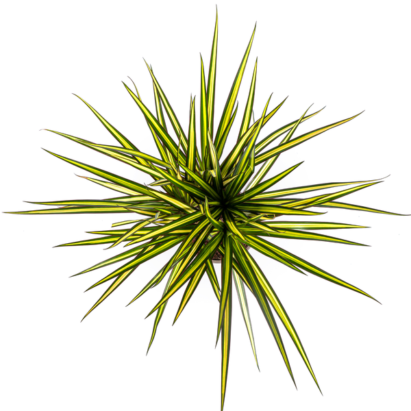 Dracaena Marginata Sunray – Drachenbaum – Zimmerpflanze – Ø17cm – ↕60-80cm – Grüne & gelbe Blätter, pflegeleicht – Plant