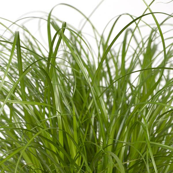 Katzengras Cyperus alternifolius Zimmerpflanze Ø12cm ↕20cm – pflegeleichte Grünpflanze für Wohnzimmer, Büro & helle Standorte kaufen – Plant
