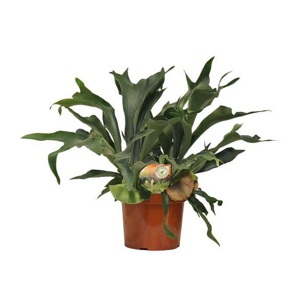 Geweihfarn Platycerium bifurcatum Zimmerpflanze Ø26cm ↕80cm – pflegeleichte Grünpflanze für Wohnzimmer, Büro & helle Standorte kaufen – Plant