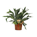 Geweihfarn Platycerium bifurcatum Zimmerpflanze Ø26cm ↕80cm – pflegeleichte Grünpflanze für Wohnzimmer, Büro & helle Standorte kaufen – Plant