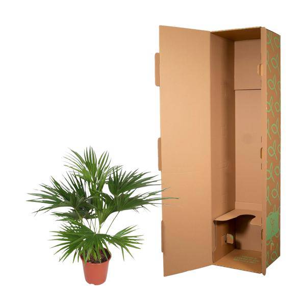 Chinesische Schirmpalme – Livistona Chinensis – Zimmerpflanze – 170cm – Ø27cm – pflegeleichte tropische Fächerpalme für Innen und Außen – Plant