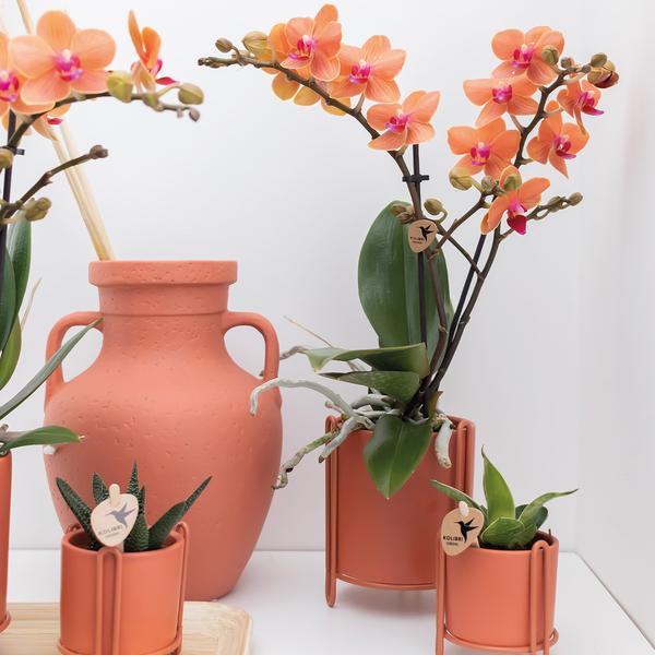 Phalaenopsis Orchidee Zimmerpflanze Ø9cm – blühende Orchidee für Wohnzimmer, Büro & helle Standorte kaufen – Plant