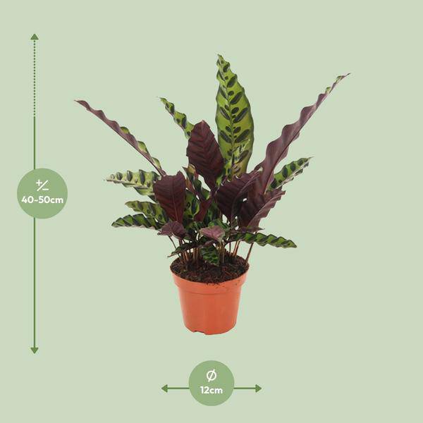 Lanzenblättrige Korbmarante Calathea Insignis Zimmerpflanze Ø12cm ↕50cm – pflegeleichte Grünpflanze für Wohnzimmer, Büro & helle Standorte kaufen – Plant