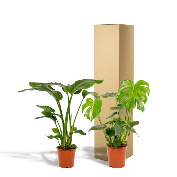 Pflanzenset Strelitzia Nicolai & Monstera Deliciosa Ø19cm Ø21cm ↕75cm – pflegeleichtes Pflanzen Set für Urban Jungle, Fensterbank, Wohnzimmer – Plant