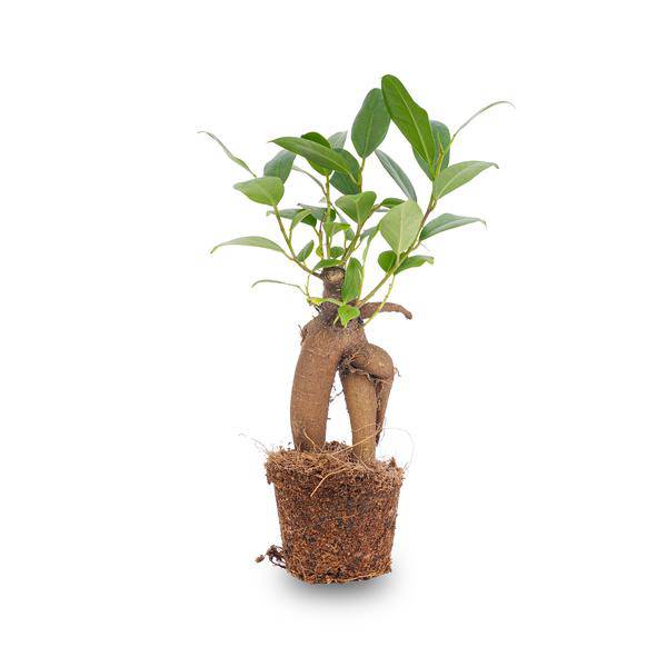 Chinesische Feige Ficus Ginseng Bonsai Zimmerpflanze Ø6cm – pflegeleichte Grünpflanze für Wohnzimmer, Büro & helle Standorte kaufen