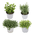 Gartenkräutermischung Zimmerpflanze Ø14cm – pflegeleichte Grünpflanze für Wohnzimmer, Büro & helle Standorte kaufen – Plant