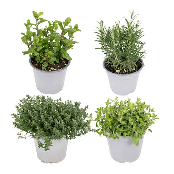 Gartenkräutermischung Zimmerpflanze Ø14cm – pflegeleichte Grünpflanze für Wohnzimmer, Büro & helle Standorte kaufen – Plant