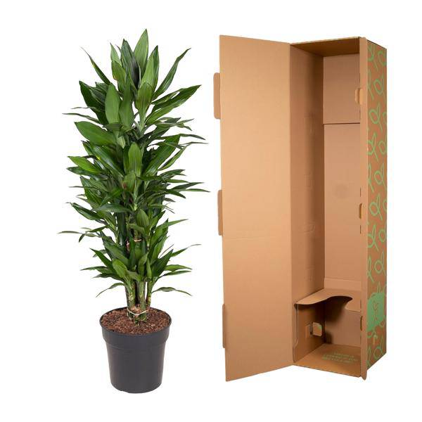 Drachenbaum – Dracaena Janet Lind 110cm – Ø27cm – Elegante Zimmerpflanze mit glänzend dunkelgrünen Blättern – Plant