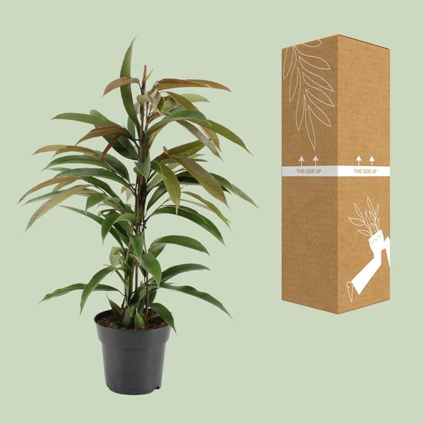 Gummibaum Ficus Binnendijkii Amstel King Zimmerpflanze Ø17cm ↕70cm – pflegeleichte Grünpflanze für Wohnzimmer, Büro & helle Standorte kaufen – Plant