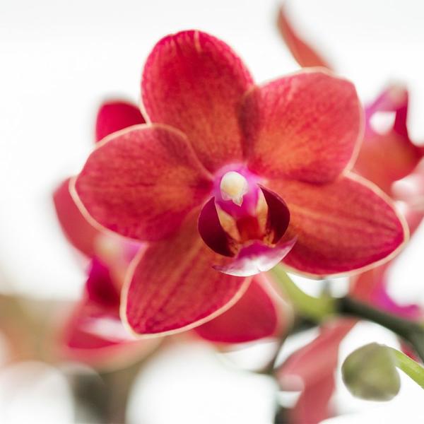 Phalaenopsis Orchidee Rot Zimmerpflanze Ø9cm ↕40cm – blühende Orchidee für Wohnzimmer, Büro & helle Standorte kaufen – Plant