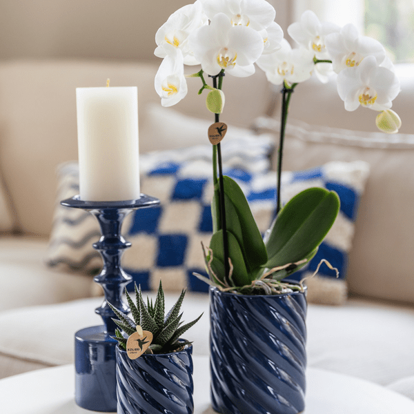 Amabilis Orchidee Weiß & Sukkulente Haworthia – Zimmerpflanzen Set – Candy Dekotöpfe Blau Ø9cm & Ø6cm – Pflanzenset für Wohnzimmer & Geschenkidee – Plant