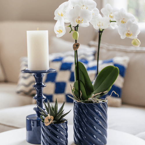 Amabilis Orchidee Weiß & Sukkulente Haworthia – Zimmerpflanzen Set – Candy Dekotöpfe Blau Ø9cm & Ø6cm – Pflanzenset für Wohnzimmer & Geschenkidee – Plant