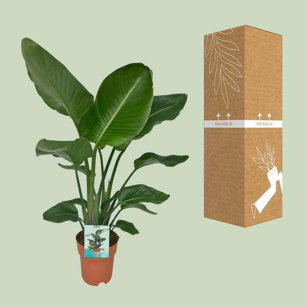 Strelitzia Nicolai Zimmerpflanze Ø19cm ↕90cm – tropische Grünpflanze für Wohnzimmer, Büro & helle Standorte kaufen – Plant