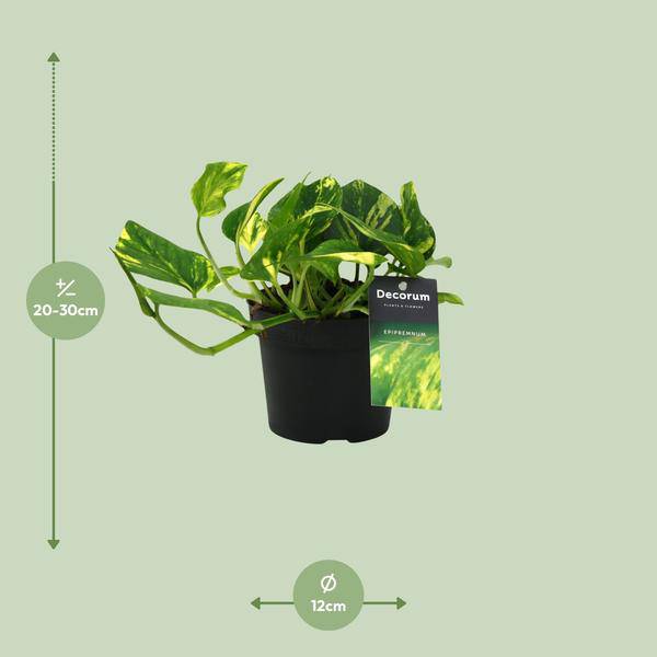 Efeutute Scindapsus Epipremnum N’Joy Gold – Ø12cm – ↕25cm – Pflegeleichte Rankpflanze & luftreinigende Zimmerpflanze – Plant