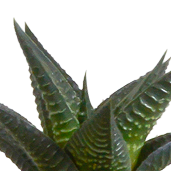 Sukkulenten & Kakteen Mix – 15 Pflanzen Ø5,5cm Zimmerpflanzen im weißen Glas – Verschiedene Mini – Sukkulenten & Kakteen – Plant