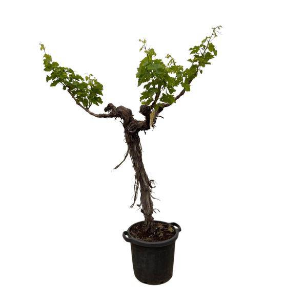 Weintraube Vitis Vinifera Zimmerpflanze Ø55cm ↕220cm – pflegeleichte Grünpflanze für Wohnzimmer, Büro & helle Standorte kaufen – Plant