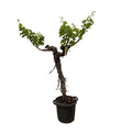 Weintraube Vitis Vinifera Zimmerpflanze Ø55cm ↕220cm – pflegeleichte Grünpflanze für Wohnzimmer, Büro & helle Standorte kaufen – Plant